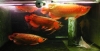 quality-arowana-fishes-of-all-kinds-e-g-Asian-red-Super-red-RTG-Chilli-red-silvers-etc-for-sale