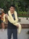 Albino-Ball-Python-couples-albino-phython-and-all-species-availbel-