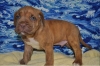Ultimate-Dogue-De-Bordeaux-for-sale
