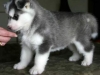 Quality-Siberian-Husky-Puppies